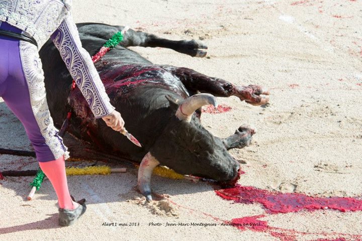 L'horrible "spectacle" cruel et sanglant : la corrida