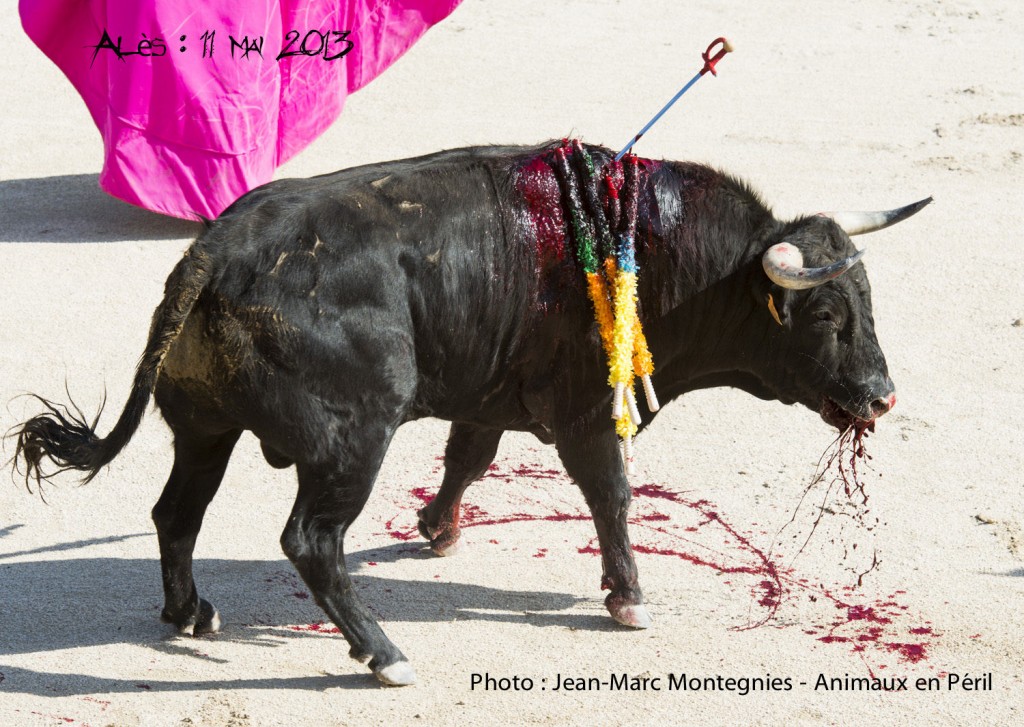 L'horrible "spectacle" cruel et sanglant : la corrida