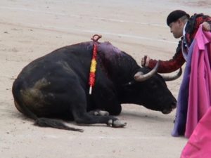 L'horrible "spectacle" cruel et sanglant : la corrida