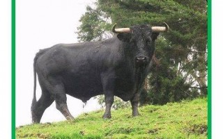 Manifestation anti-corrida à Magescq le 14/02/16