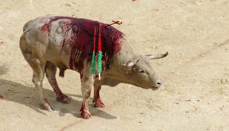 L'horrible "spectacle" cruel et sanglant : la corrida