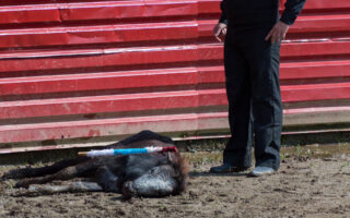 La corrida : une barbarie travestie en folklore