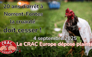 Combats de coqs à Norrent-Fontes, le CRAC dépose plainte