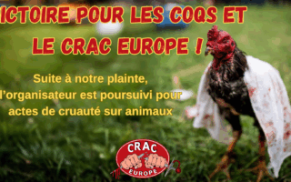 Le CRAC Europe obtient des poursuites contre l’organisateur de combats de coqs à Norrent-Fontes