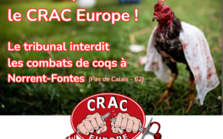 Victoire pour les coqs et le CRAC Europe