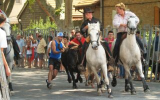 La bouvine à un tournant : évoluer pour ne pas disparaître